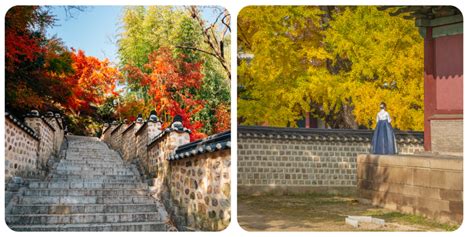 2023 Fall Foliage Busan Best Autumn Spot Day Tour Everyday 28 Oct