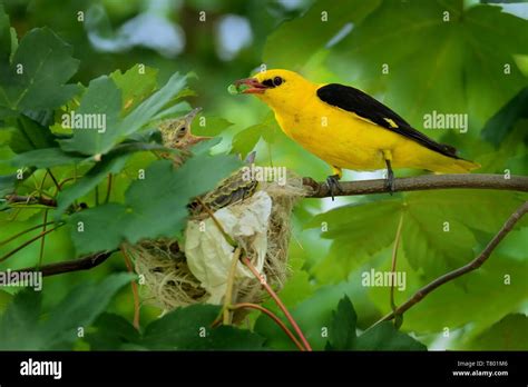 Golden oriole and nest hi-res stock photography and images - Alamy