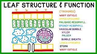 Parts Of A Leaf Cell And Their Functions - Infoupdate.org