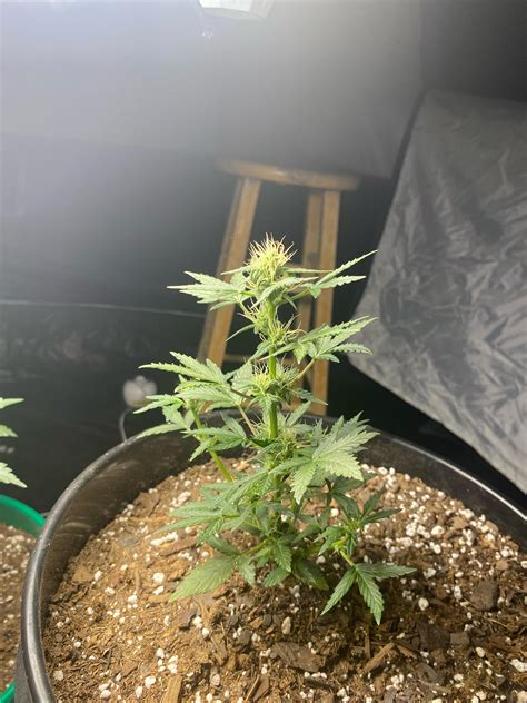 How’s my “blunt of weed” plant doing : r/Autoflowers