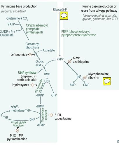 Biochemistry USMLE Step 1 2020 Flashcards Quizlet