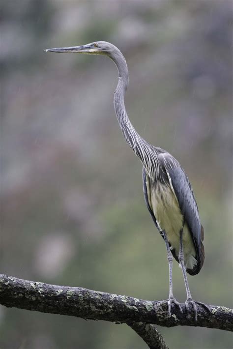 White Bellied Heron