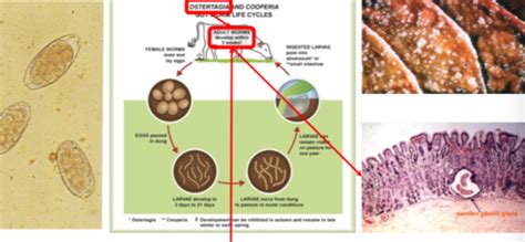 4 LOH Nutrition And GI Disease Cattle Parasitology Flashcards