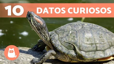 10 CURIOSIDADES sobre las TORTUGAS que no conocías YouTube