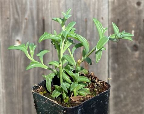 Senecio Peregrinus Rare String Of Dolphins Fully Rooted Plant Etsy Canada