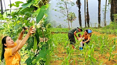 Harvesting Melon Fruit Garden Goes To The Market Sell Take Care Of