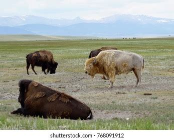 177 Albino Bison Images, Stock Photos & Vectors | Shutterstock