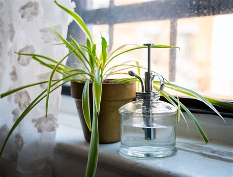 What Causes Spider Plant To Wilt at Zoe Lovekin blog