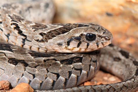 What you need to know about the Night Adder - 4x4 Afrika