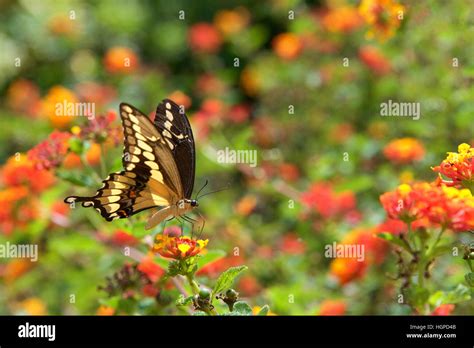 The Black Swallowtail Butterfly Also Called The American Swallowtail