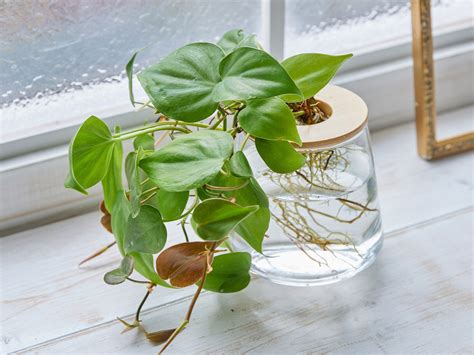 初心者におすすめの観葉植物12選！水耕栽培で育てるコツとは？ Wootang（ウータン） 水だけで育てる観葉植物ブランド｜水耕栽培の観葉