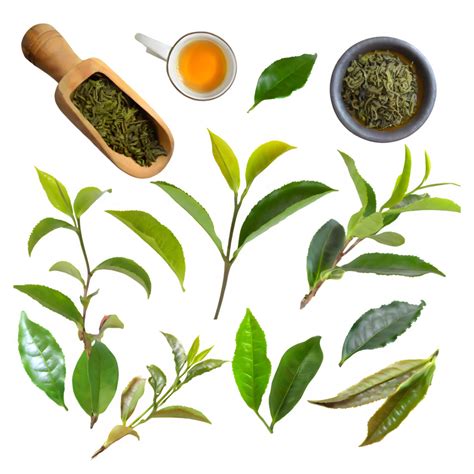 set green tea leaves on isolated transparent background 34333571 PNG