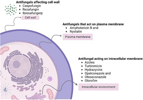 Frontiers Uncovering The Diversity Of Pathogenic Invaders Insights Into Protozoa Fungi And