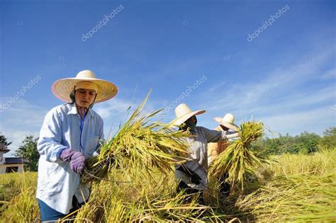 Farmer in field, it's harvest time — Stock Photo © sommaill #35417629