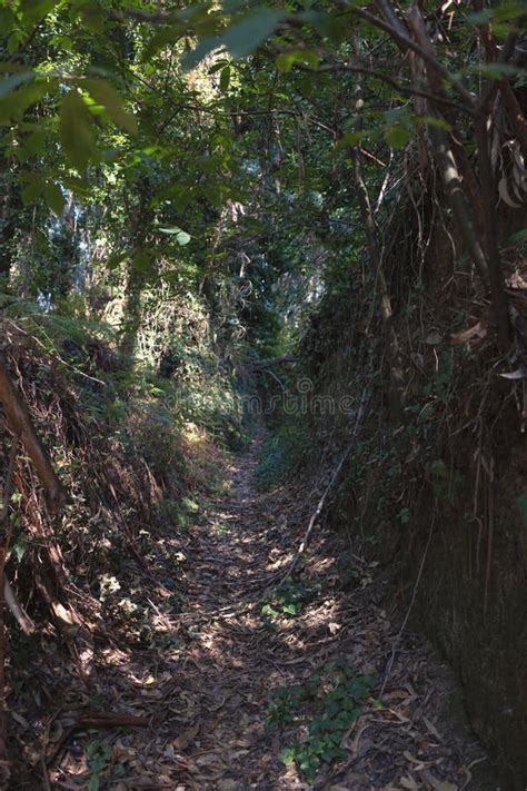 Mystical Trail In The Jungle A Very Unusual And Beautiful Place For