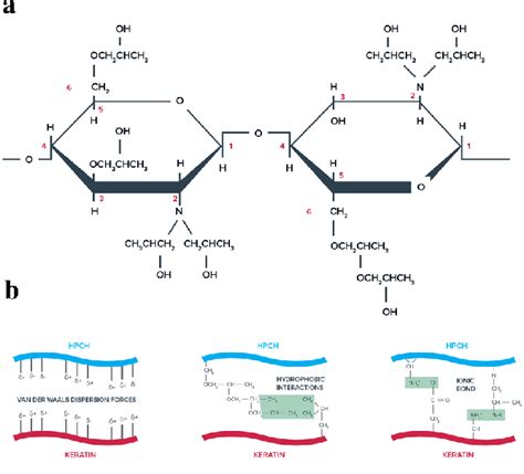 A Chemical Structure Of Hydroxypropyl Chitosan HPCH And B Suggested