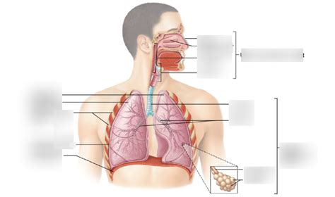 Bio Mod Labs Respiratory Tract Diagram Quizlet