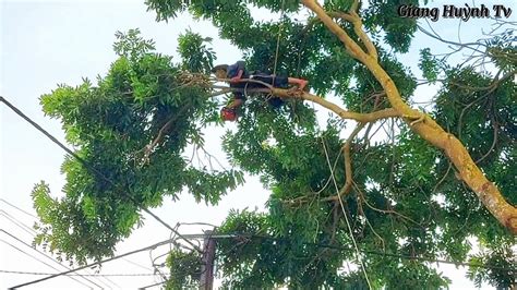 Saw a super giant Conch tree on an electric pole Cưa cây Xà Cừ siêu