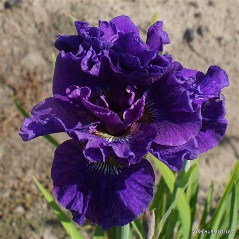 Ирис сибирский конкорд краш: посадка и уход, фото и описание сорта iris ...
