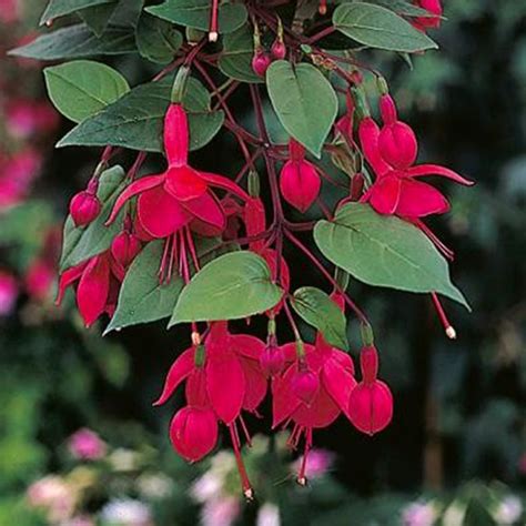 Fuchsia x hybrida Marinka - Schneider BV - Schneider, Young plant and ...