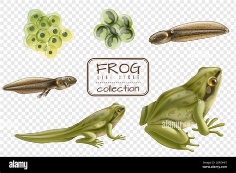 Frog Life Cycle Stages Realistic Set With Adult Animal Fertilized Eggs