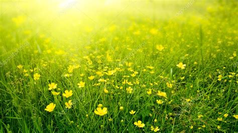 Field of spring flowers — Stock Photo © Iakov #4608344