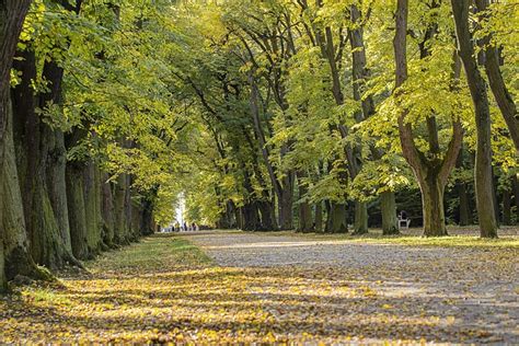 Trees Avenue Tree Lined Free Photo On Pixabay Pixabay