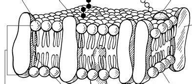 Fluid Mosaic Model of a Cell Membrane Diagram | Quizlet