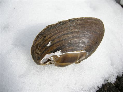 Maryland Biodiversity Project Eastern Elliptio Elliptio Complanata