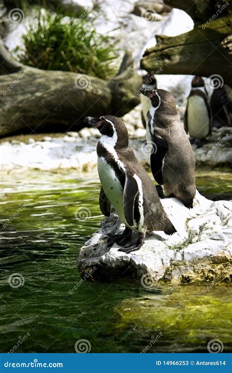 Penguins stock image. Image of waddle, penguins, peru - 14966253