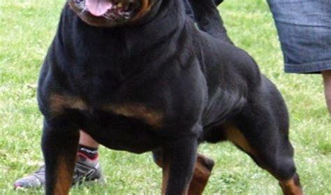 Lucky the Rottweiler | Maxlinkz | Best Posting Platform