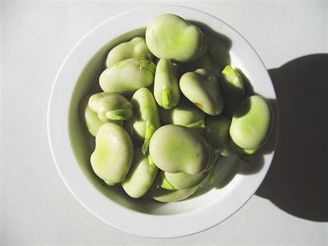 Vicia faba (Bell Bean, Broad Bean, English Bean, Fava Bean, Field Bean ...