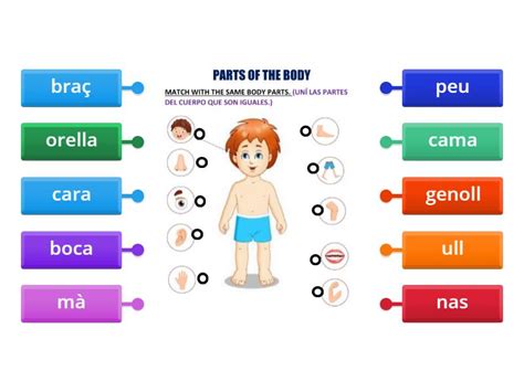 Parts Del Cos Labelled Diagram