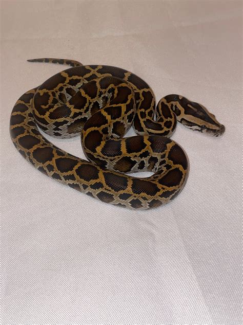 Normal Het Patternless 50 Het Albino 66 Het Labyrinth Burmese Python