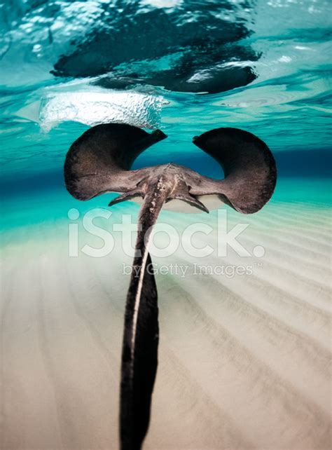 Stingray Swimming Stock Photo | Royalty-Free | FreeImages