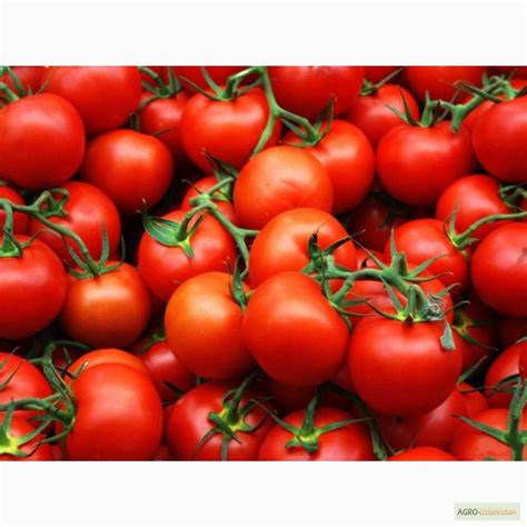 Продажа помидор — Agro-Uzbekistan