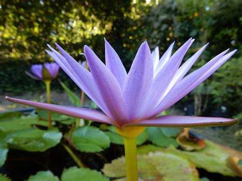 Blue Lotus Absolute (Nymphaea caerulea) from hermitageoils.com