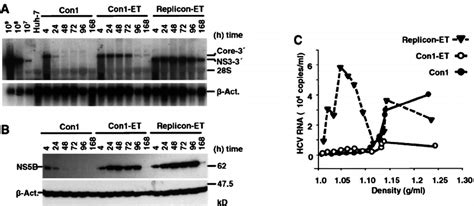 Transient Replication Of A Subgenomic Replicon And Full Length Hcv