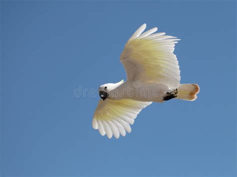 White parrot stock image. Image of tropical, crested - 30617969