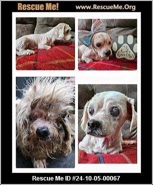 - Texas Cavalier Rescue - ADOPTIONS - Rescue Me!