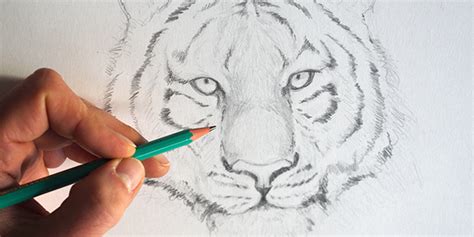 Comment Dessiner Un Tigre En Quelques Traits