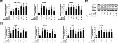 Coixol And Stigmasterol Up Regulated The Anti Adipogenesis Lipogenesis