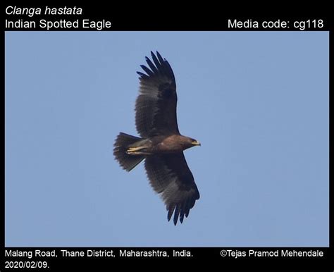 Clanga Hastata Lesson Indian Spotted Eagle Birds