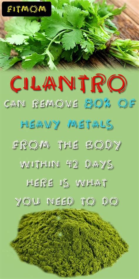 Cilantro Can Remove 80 Of Heavy Metals From The Body Within 42 Days Here Is What You Need To