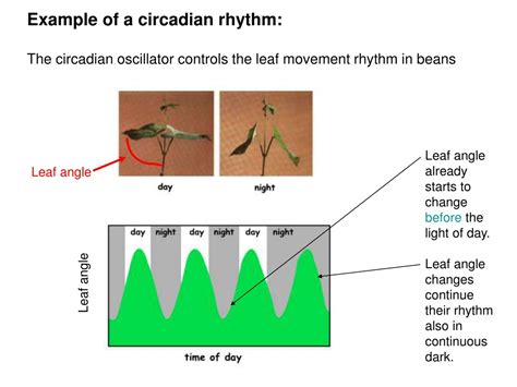 PPT - Photoperiodic responses, light receptors and the biological clock ...
