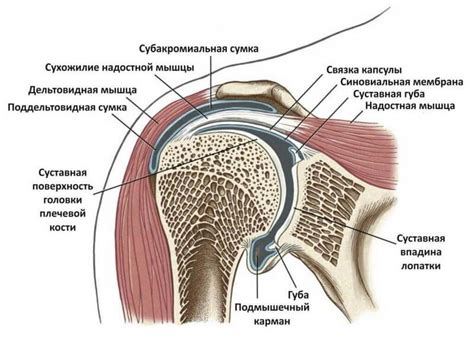 Анатомия плечевого сустава, классификация повреждений и заболеваний ...