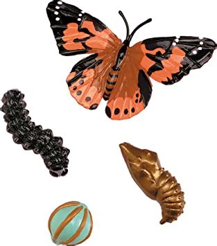 Lebenszyklus Schmetterling Kindergarten - 29+ Koleksi Gambar