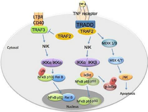 TRAF2 signal pathway networks TRAF2 promotes canonical NF κ B