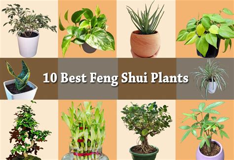 10 Best Feng Shui Plants For Bedroom