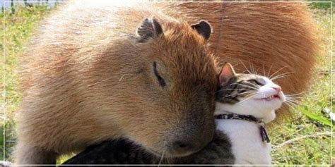 Do Capybaras Love Cats? - Capybaras & Cat Relationship [Explained]